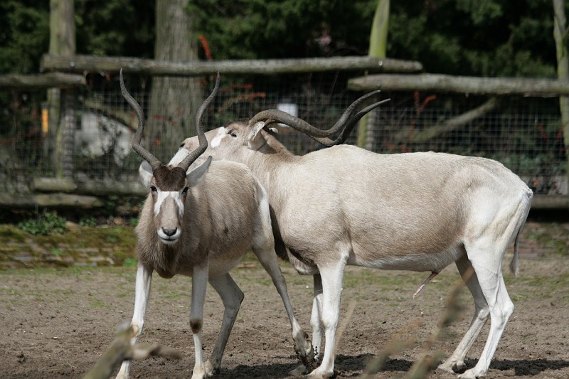 Fotoclubje Blijdorp 2008-64.jpg